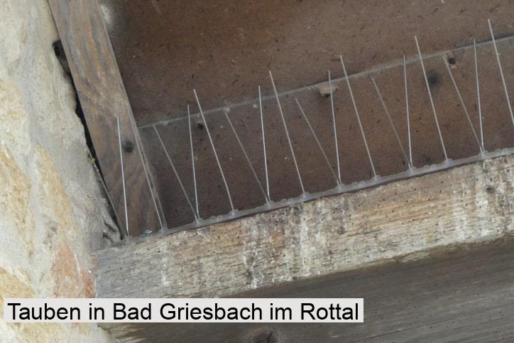 Tauben in Bad Griesbach im Rottal